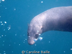 sea lion, his lovely puppy look and happiness to swim wit... by Caroline Baille 